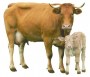 cow_beef_livestock